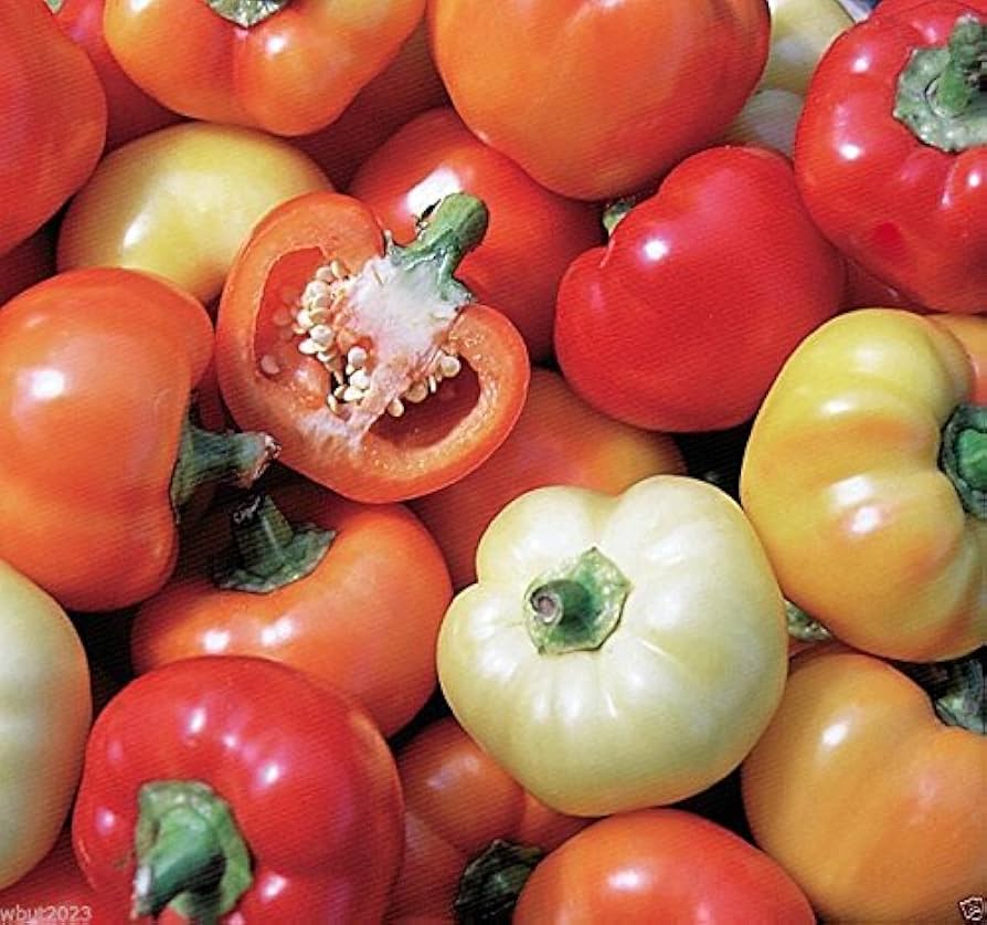 Capsicum annuum Alma Paprika seeds multicolor growth