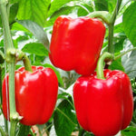 Capsicum annuum bell pepper seeds for backyard planting