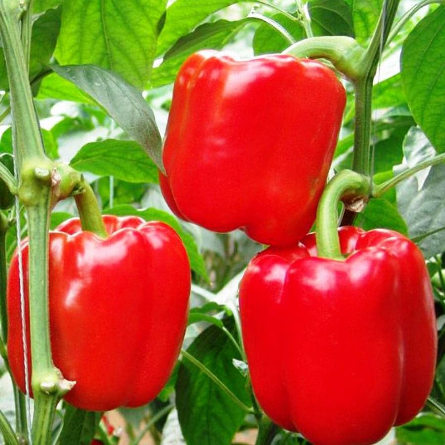 Capsicum annuum bell pepper seeds for backyard planting
