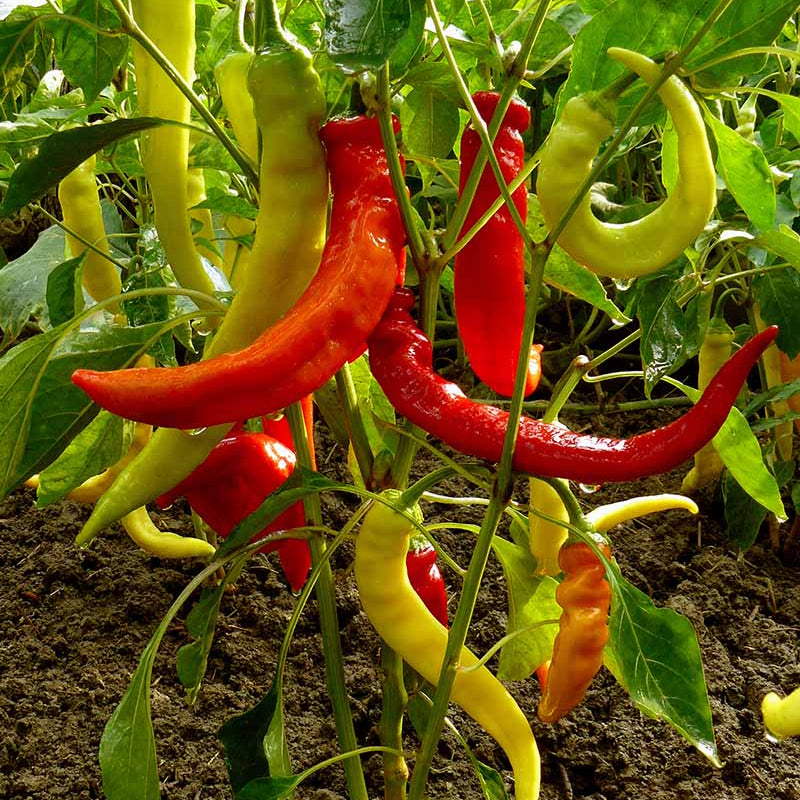 Capsicum annuum hot pepper seeds for indoor and outdoor planting