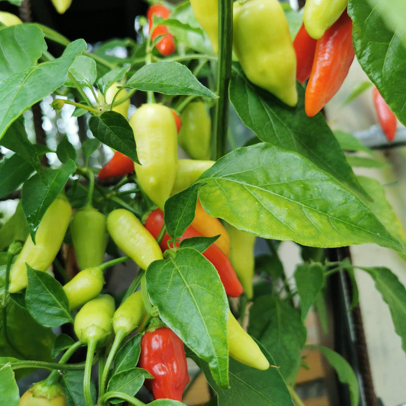 Capsicum baccatum Aji Crystal pepper seeds non GMO