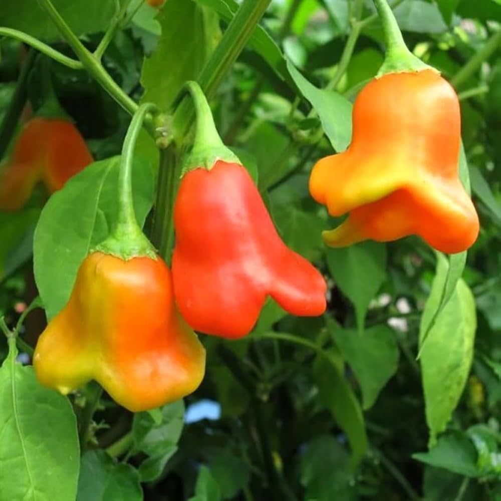 Capsicum baccatum Aji Magyar Pepper Seeds for gardening