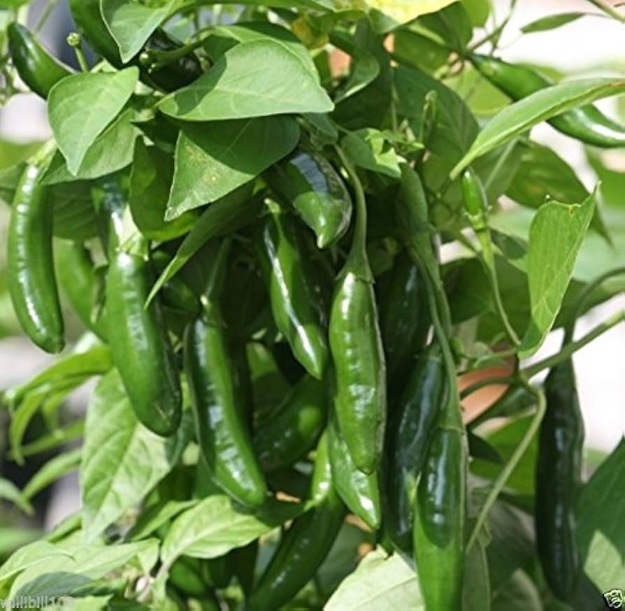 Capsicum baccatum hot pepper seeds non GMO backyard growing