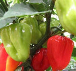 Capsicum chinense Aji Dulce pepper seeds warm season