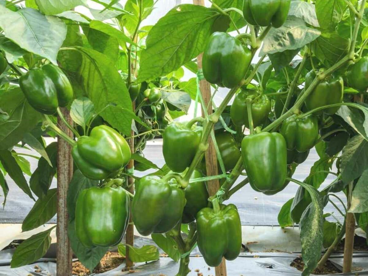 Capsicum Seeds for Gardening, 100 Pcs pcs - Dharaseeds