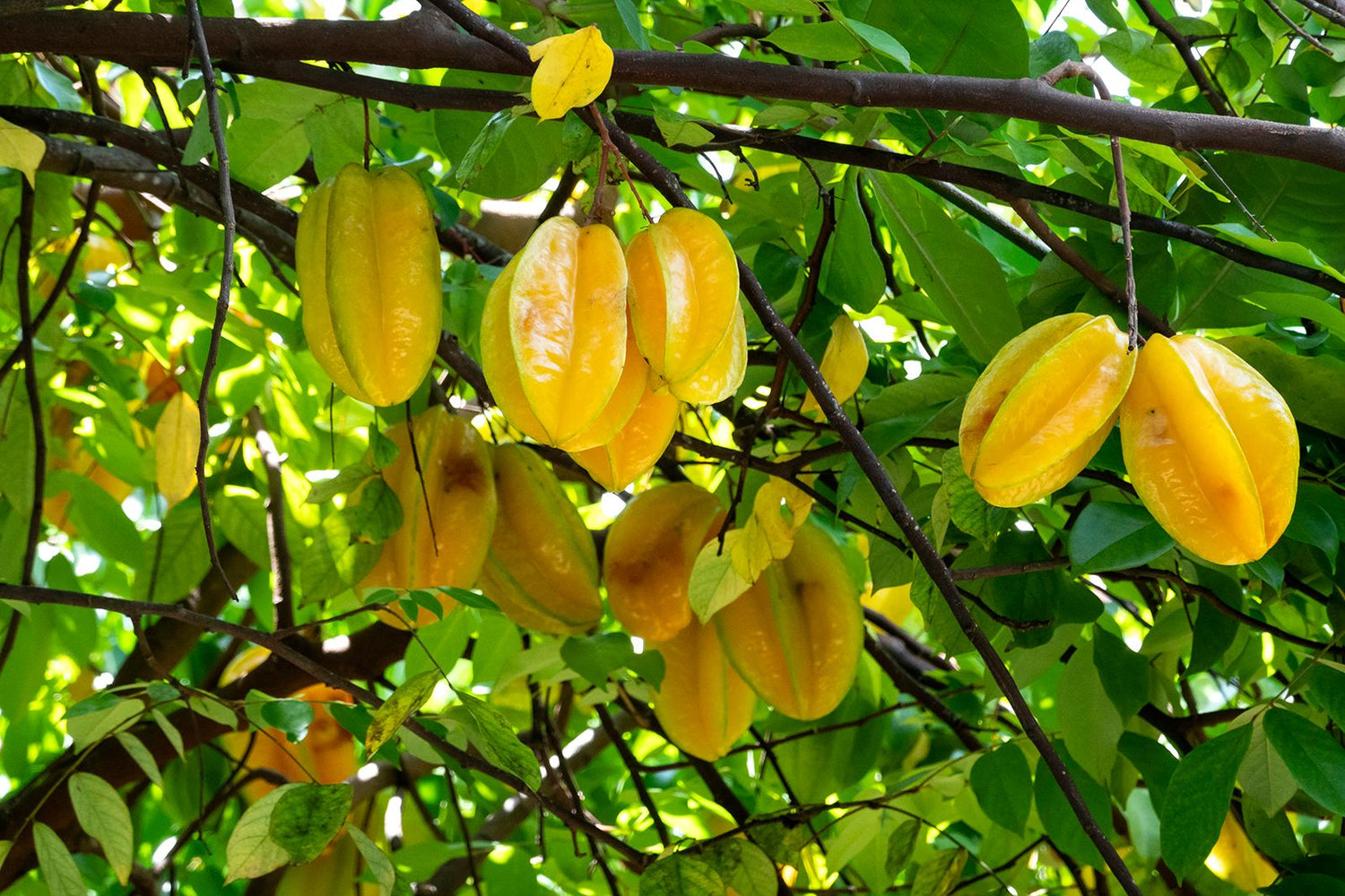 Carambola Seeds (Averrhoa carambola)