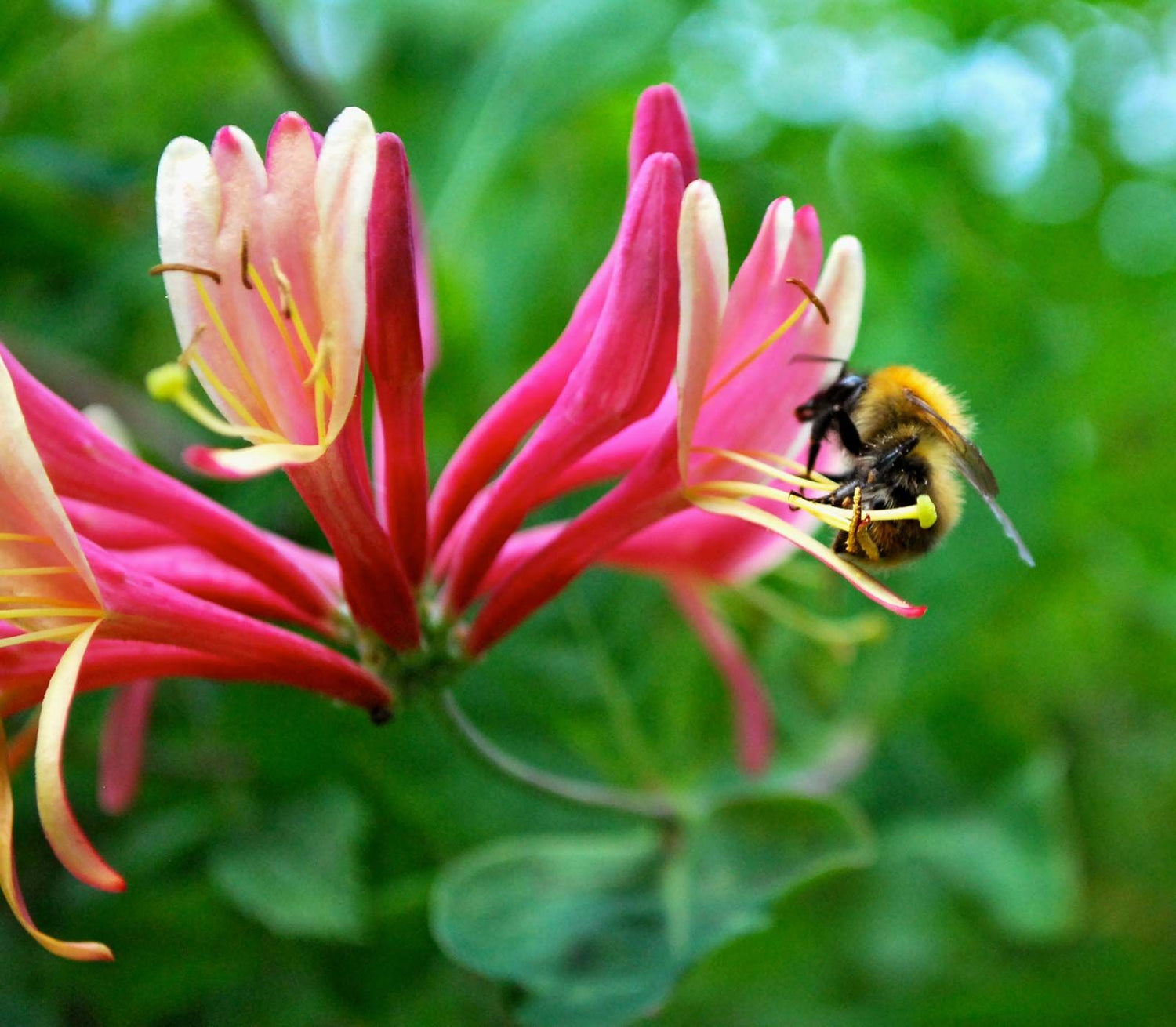 Gold Flame Climbing Honeysuckle Plant