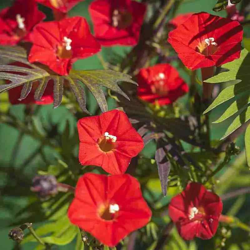 Cardinal Climber Fast-Growing Vine Plant Seeds