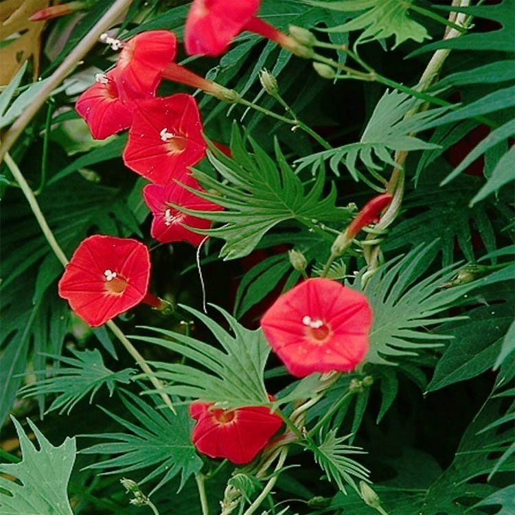 Cardinal Climber Fast-Growing Vine Plant Seeds