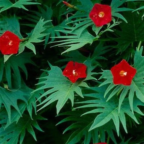 Cardinal Climber Fast-Growing Vine Plant Seeds