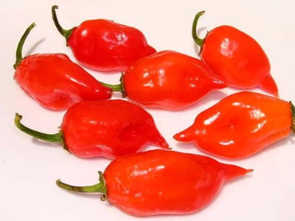 Caribbean Habanero Peach Pepper seeds – hot chili with fruity aroma - Dharaseeds