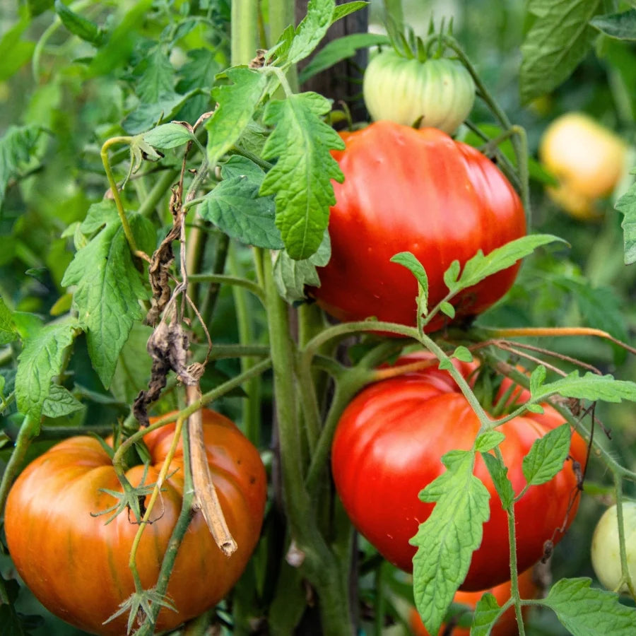 Caribe heirloom tomato seeds tropical variety for home gardening