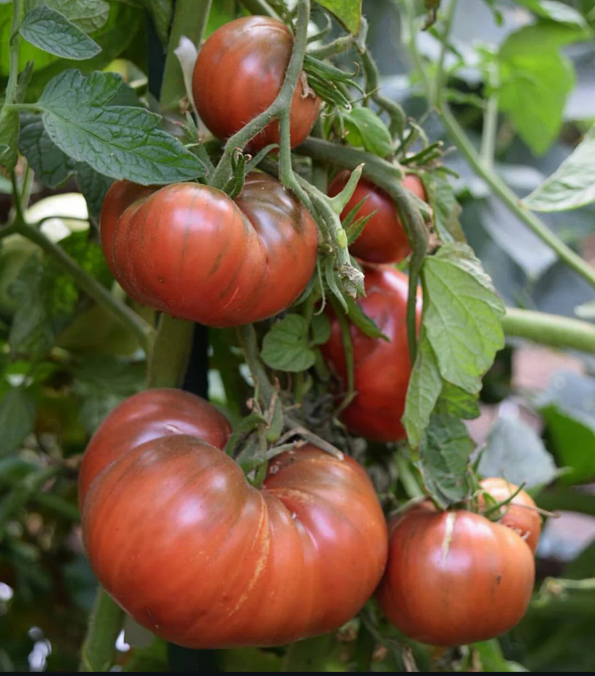 Caribe tomato seeds vibrant color high yield plants
