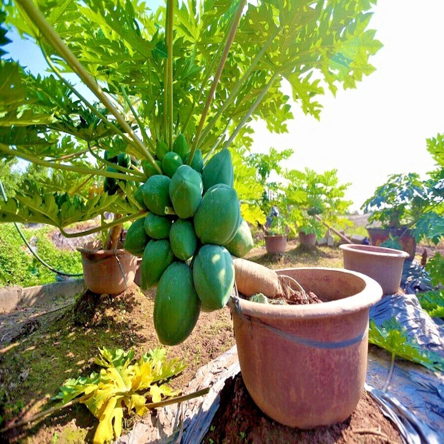 Carica papaya Maradol Papaya seeds for tropical growing