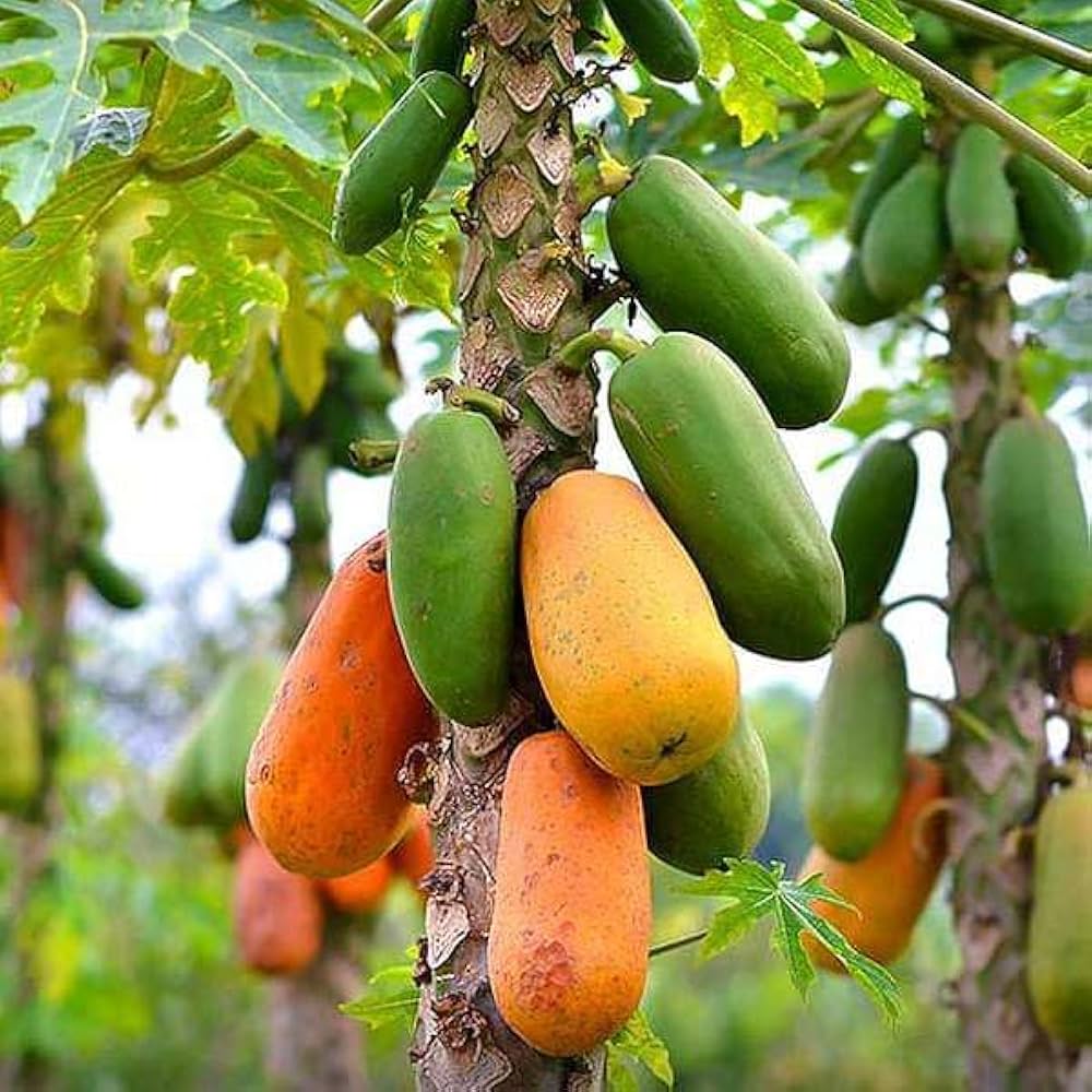 Carica papaya seeds for planting tropical home garden