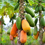 Carica papaya seeds for planting tropical home garden