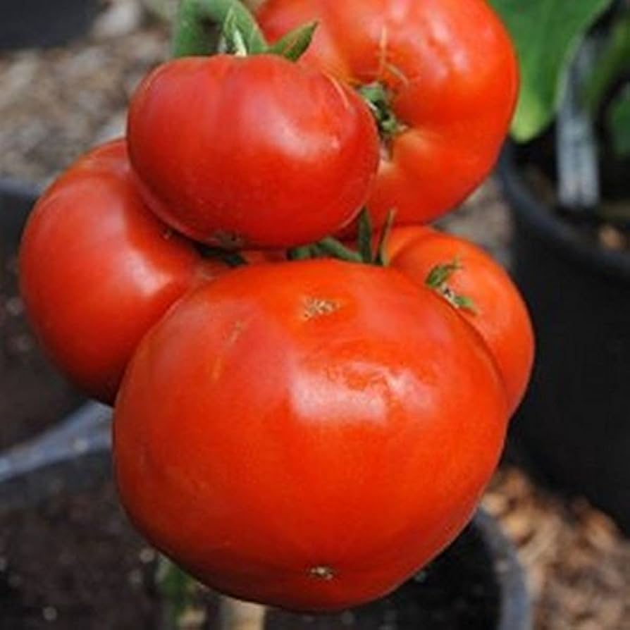 Carmello Tomato Seeds – French Gourmet Hybrid with Juicy Texture - Dharaseeds