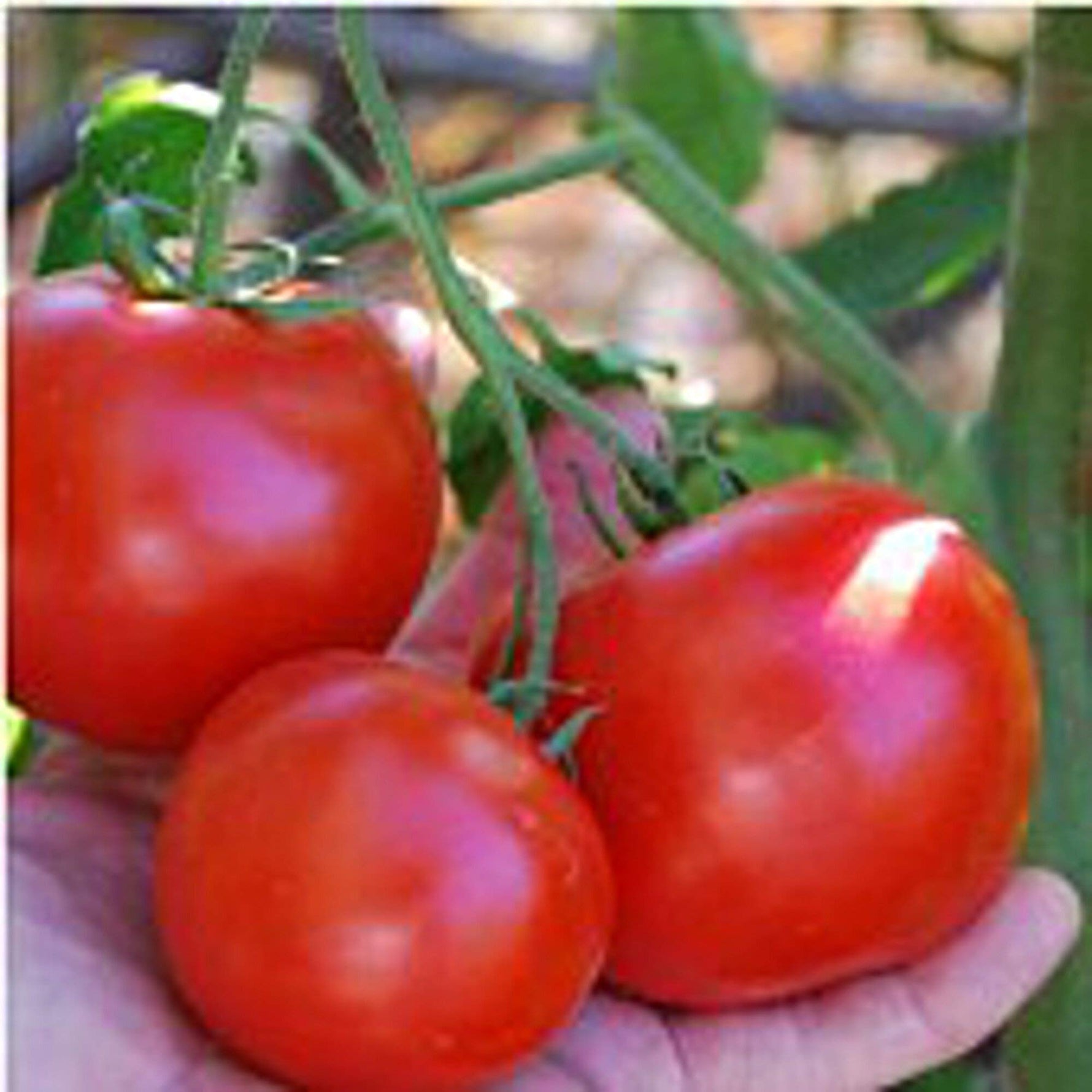 Carmello Tomato Seeds – French Gourmet Hybrid with Juicy Texture - Dharaseeds