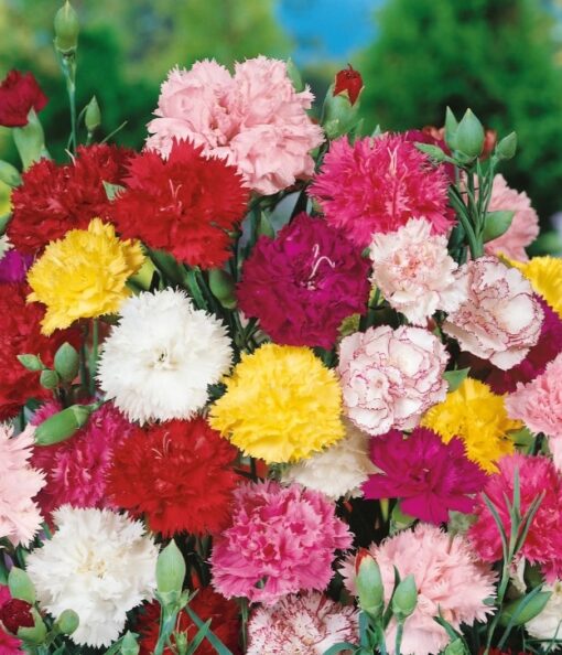 Carnation Giant Chaubad Open Pollinated heirloom non-gmo organic garden seeds