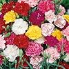 Carnation Dianthus Caryophyllus Balcony Pot Garden Flower Seeds for Planting – Fragrant Blooms for Container Gardens - Dharaseeds