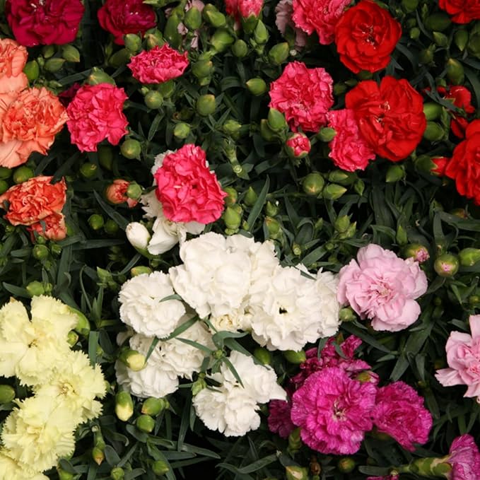 Carnation Dianthus Caryophyllus Balcony Pot Garden Flower Seeds for Planting – Fragrant Blooms for Container Gardens - Dharaseeds