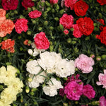Carnation Dianthus Caryophyllus Balcony Pot Garden Flower Seeds for Planting – Fragrant Blooms for Container Gardens - Dharaseeds
