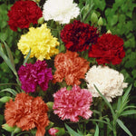Carnation Dianthus Caryophyllus Flower Seeds for Planting – Ideal for Cut Flowers and Garden Borders - Dharaseeds