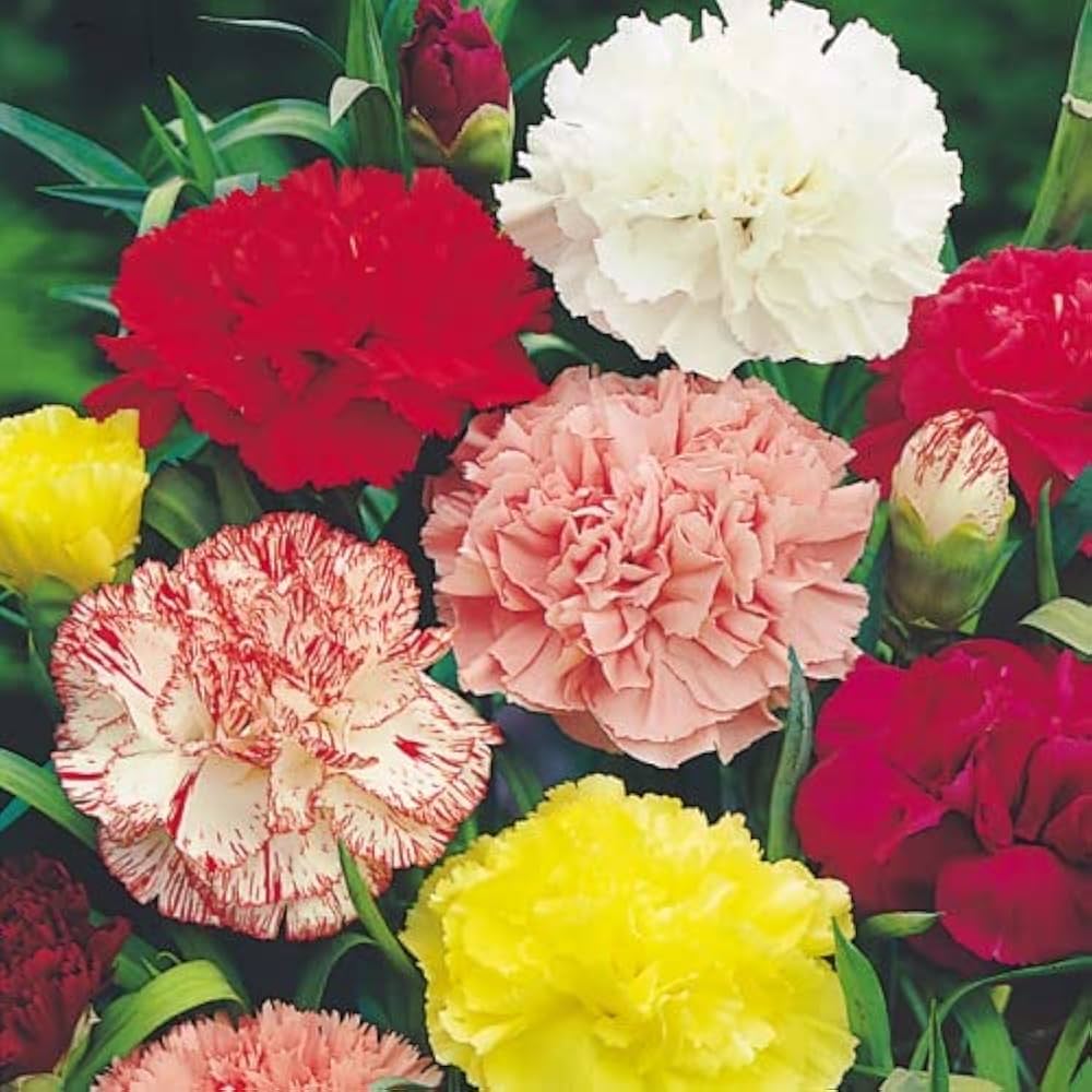 Carnation flower Dianthus caryophyllus seeds for planting in backyard garden with mixed colors - Dharaseeds