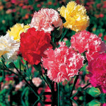 Carnation flower Dianthus caryophyllus seeds for planting in backyard garden with mixed colors - Dharaseeds