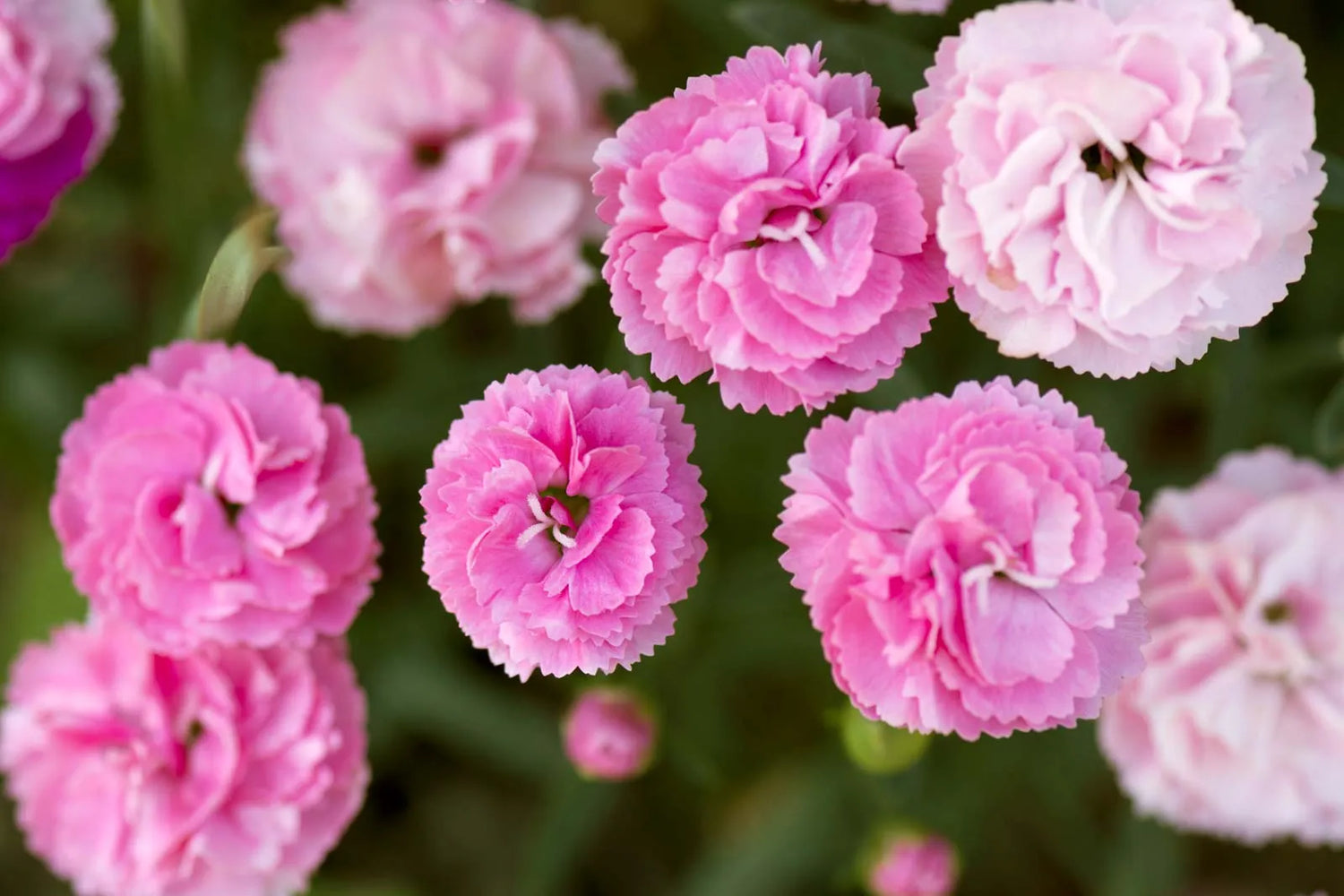 Carnation Dianthus Caryophyllus Flowering Seeds For Planting