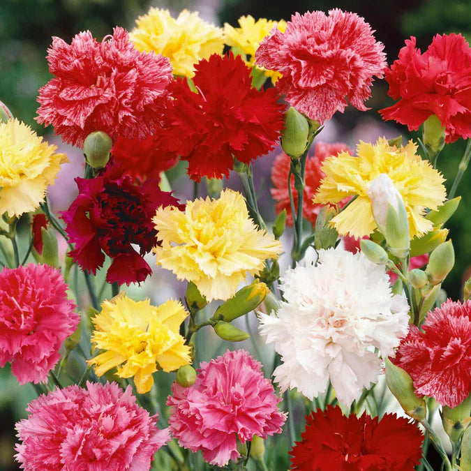 Carnation Seeds - Grenadin Double Mix