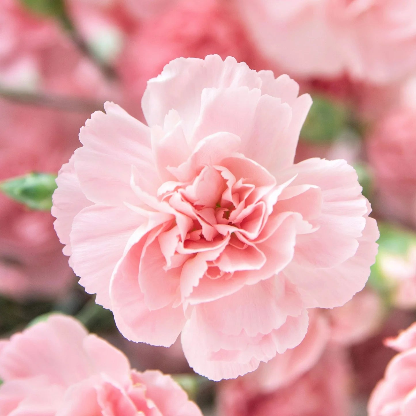 Carnation La France seeds – Heirloom, Non-GMO, High Germination Organic Garden Seeds