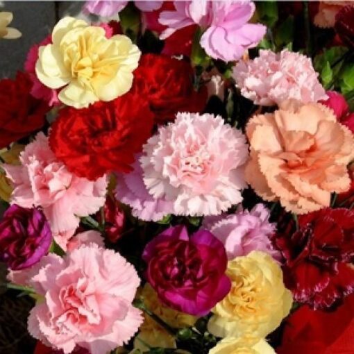 Carnation Lilipot Double Imported heirloom non-gmo organic garden seeds