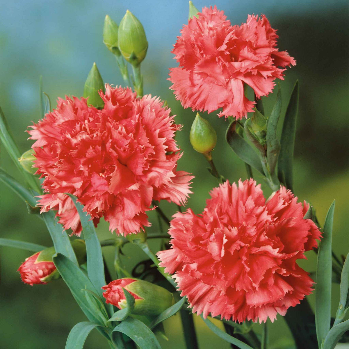 flowers high quality flower seeds for growing vibrant and colorful blooms in home gardens and landscapes organic flowers premium organic flower seeds for sustainable gardening and beautiful blossoms suitable for all climates