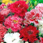 Mixed Dianthus Sonata Flower Seeds for Planting - NON GMO Seeds Dhara Seeds