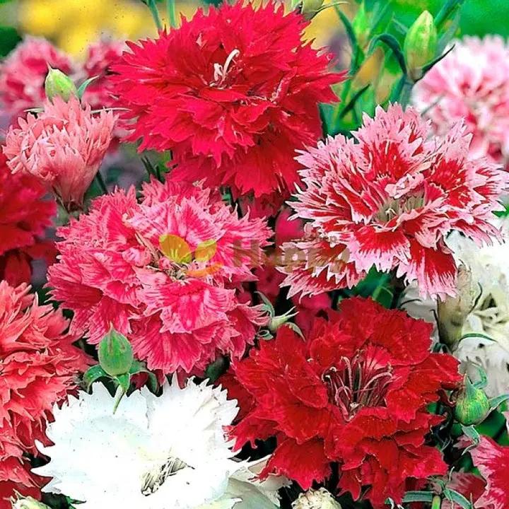 Mixed Dianthus Sonata Flower Seeds for Planting - NON GMO Seeds Dhara Seeds