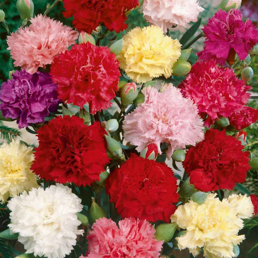 Carnation Chabaud Mix Colorful Bloom Flower Seeds