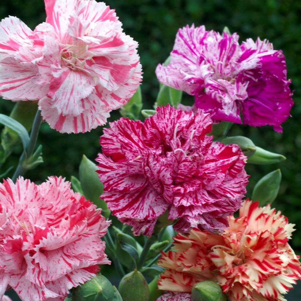 Carnation Chabaud Picotee Mix Unique Petal Flower Seeds