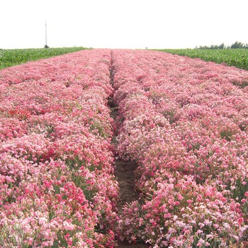 Carnation Rose Soft Pink Flower Seeds