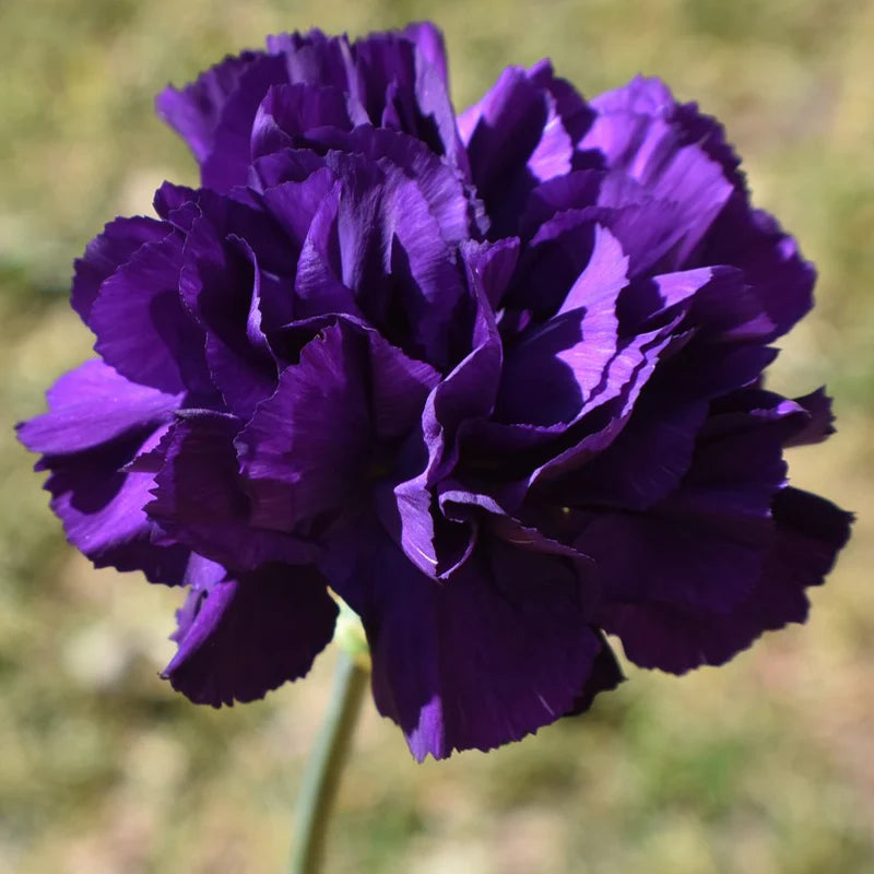 Carnation Dianthus Caryophyllus Heirloom Purple Flower Seeds for Planting