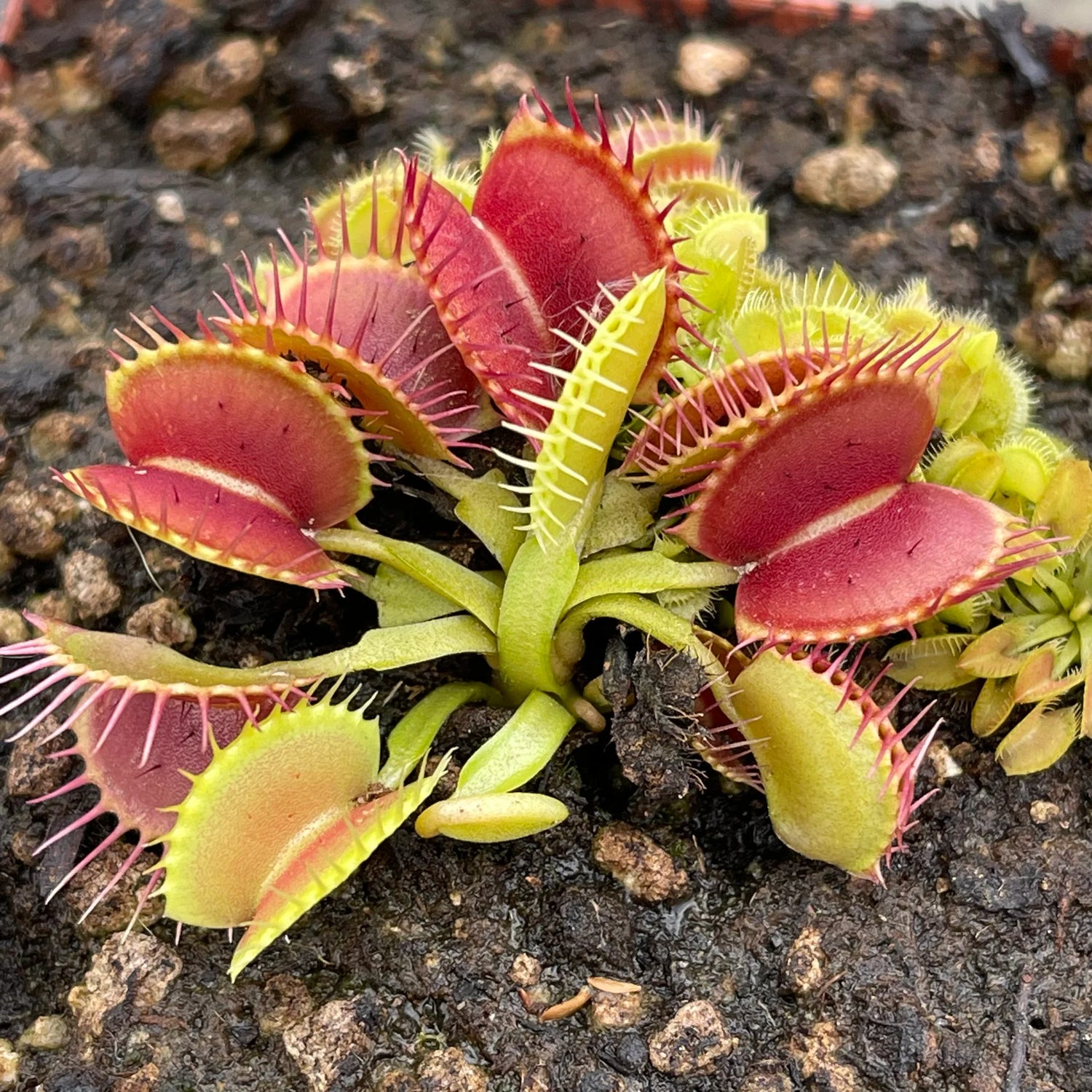 Carnivorous plant seeds for garden planting non gmo