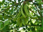Carob Vegetable Seeds for Planting - 100 Pcs pcs - Dharaseeds