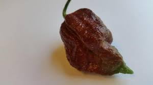 Carolina Vegetable Seeds for Planting, 100 Pcs pcs - Dharaseeds