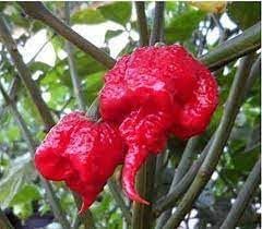 Carolina Vegetable Seeds for Planting, 100 Pcs pcs - Dharaseeds