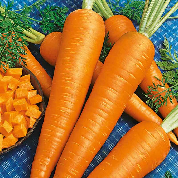 Carrot Seeds - Danvers 126