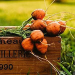 Carrot Daucus Carota Paris Market Vegetable Seeds for Planting – Heirloom Round Variety for Raised Beds and Container Gardens - Dharaseeds