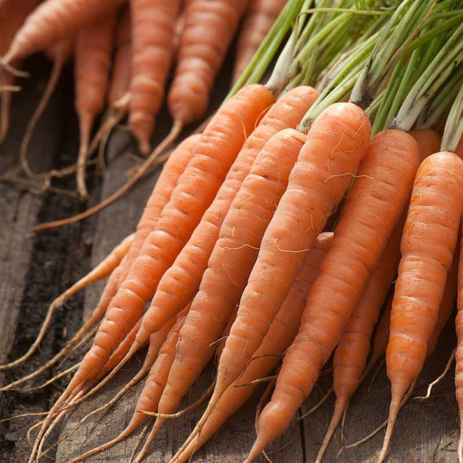 Carrot Seeds (Organic) - Chantenay Red Cored