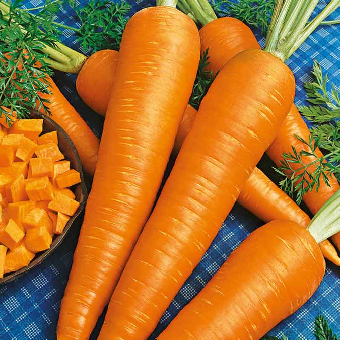 Carrot Seeds (Organic) - Danvers 126