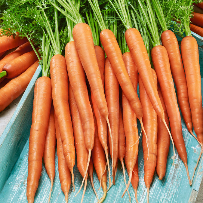 Carrot Seeds (Organic) - Little Finger