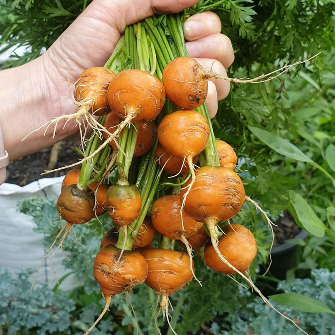 vegetables fresh high quality vegetable seeds for home gardens and farms perfect for growing healthy and nutritious crops organic vegetables premium organic vegetable seeds for sustainable farming and healthy homegrown produce suitable for all climates